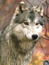 成人版灰狼视频下载,热门资源一网打尽