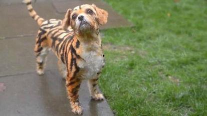 小老虎变成人了吗视频大全,从森林到人间的奇幻之旅