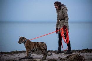 小老虎变成人了吗视频大全,从森林到人间的奇幻之旅