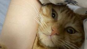 橘猫变成人的视频,从萌宠到人类的奇幻之旅