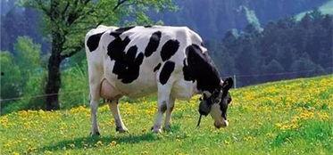 成人版奶牛视频软件,揭秘互动娱乐新体验