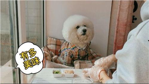 狗狗变成人的视频恐怖,揭秘恐怖视频背后的真实恐怖