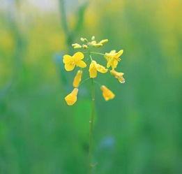 成人毛衣水草花教程视频,轻松掌握成人毛衣花样技巧