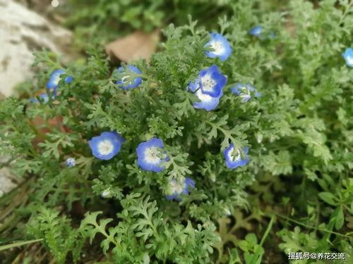 成人毛衣水草花教程视频,轻松掌握成人毛衣花样技巧
