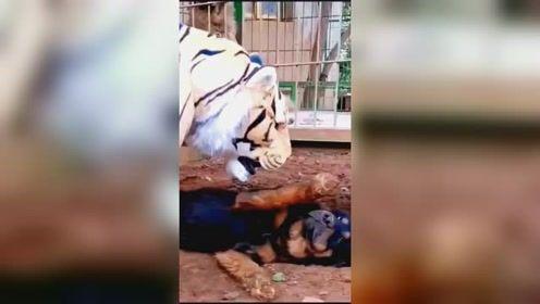 萝卜视频成人老司机,揭秘老司机们的成人世界